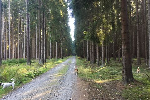 Hiking & Koučink v Brdech pro ženy